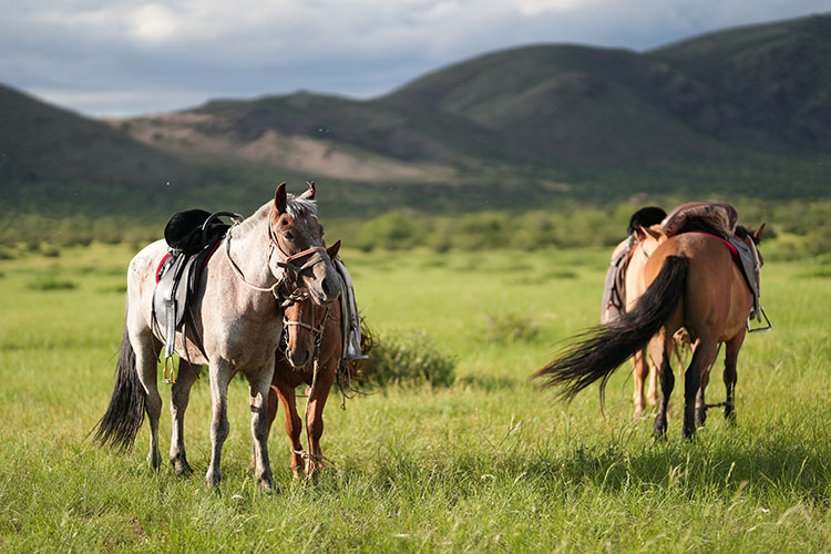 Rando Cheval Mongolie - Voyage équestre Premium de luxe